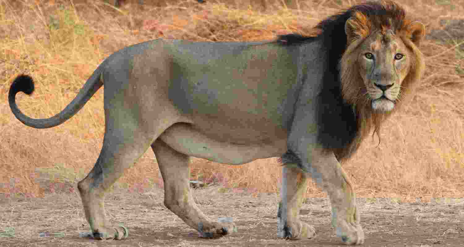 Roaring for a Cause on World Lion Day.