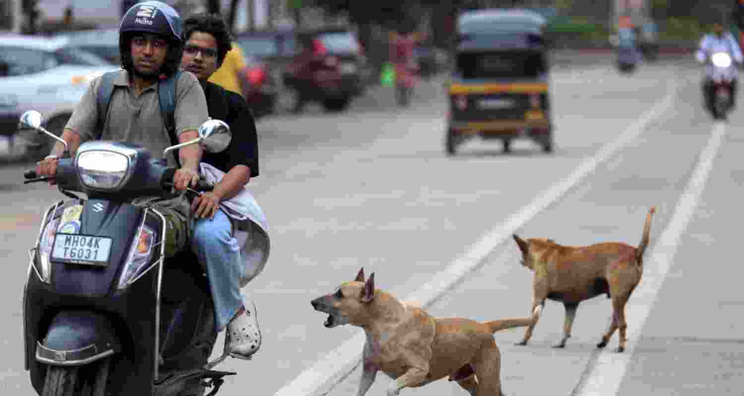 Delhi converts 24 vet hospitals into stray vaccination centres.
