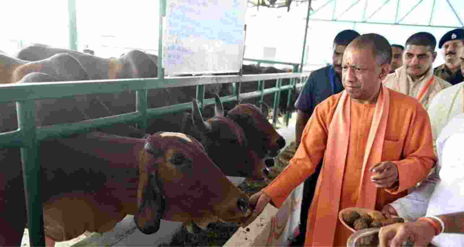 Yogi Adityanath Pushes Cow Tourism to Aid Villagers.
