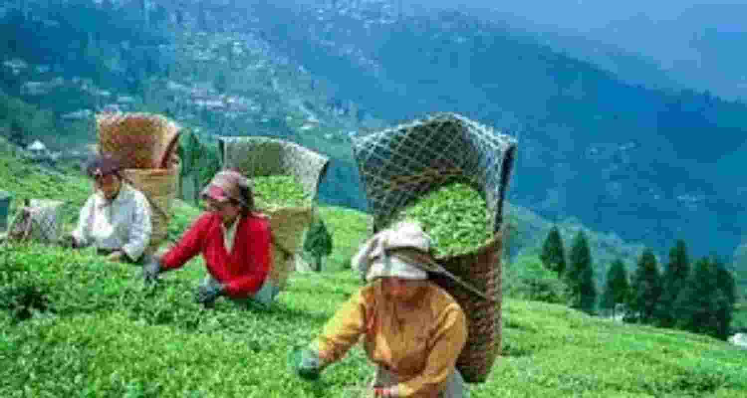 Small tea growers have asked for the concept of minimum benchmark price to be replaced by a new methodology linked to the total sales value so that growers receive a fair and remunerative price (Representative Image)