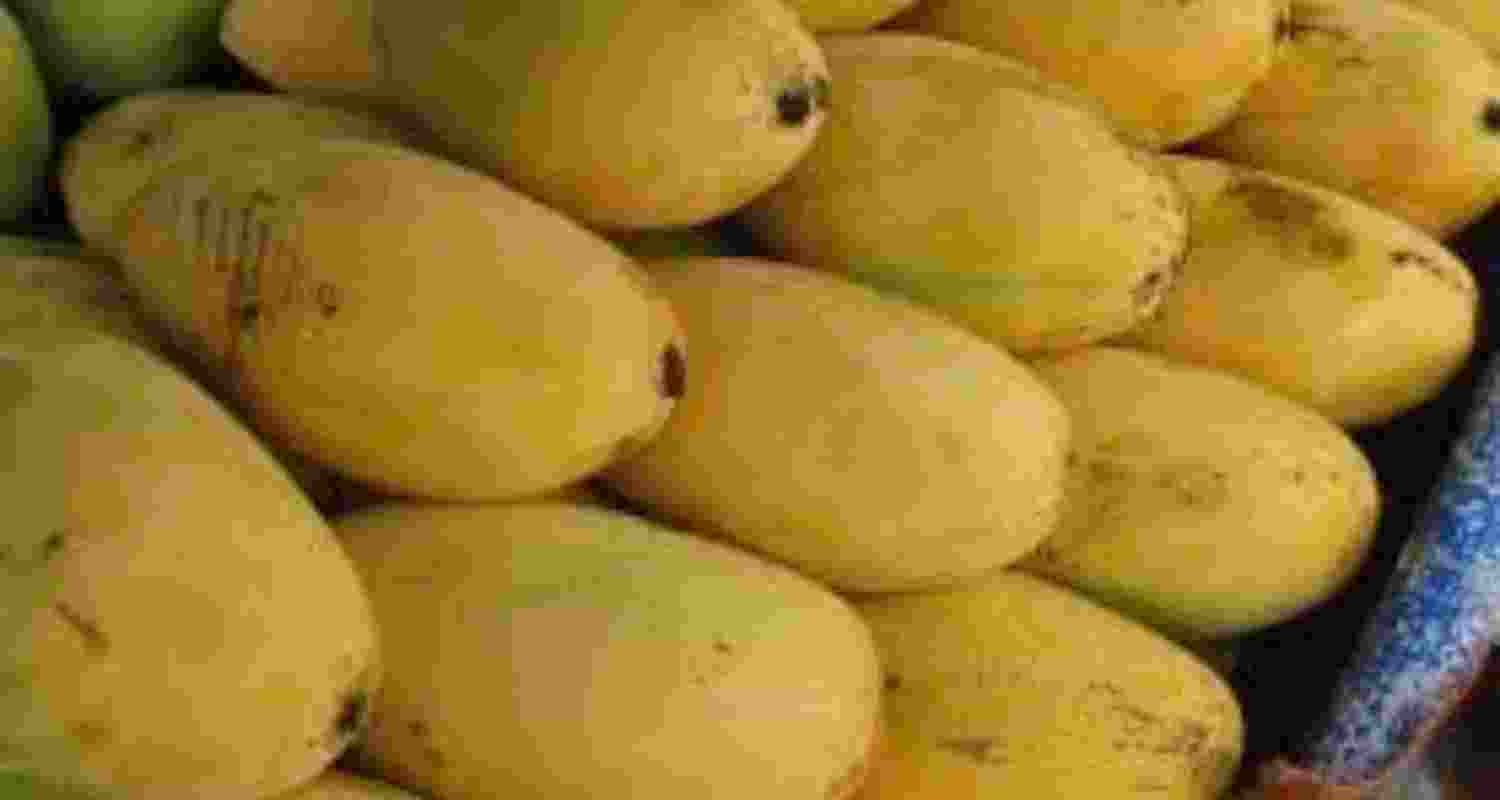 India's Dussehri mango - known for its sweetness - is the first to have been exported to Dubai