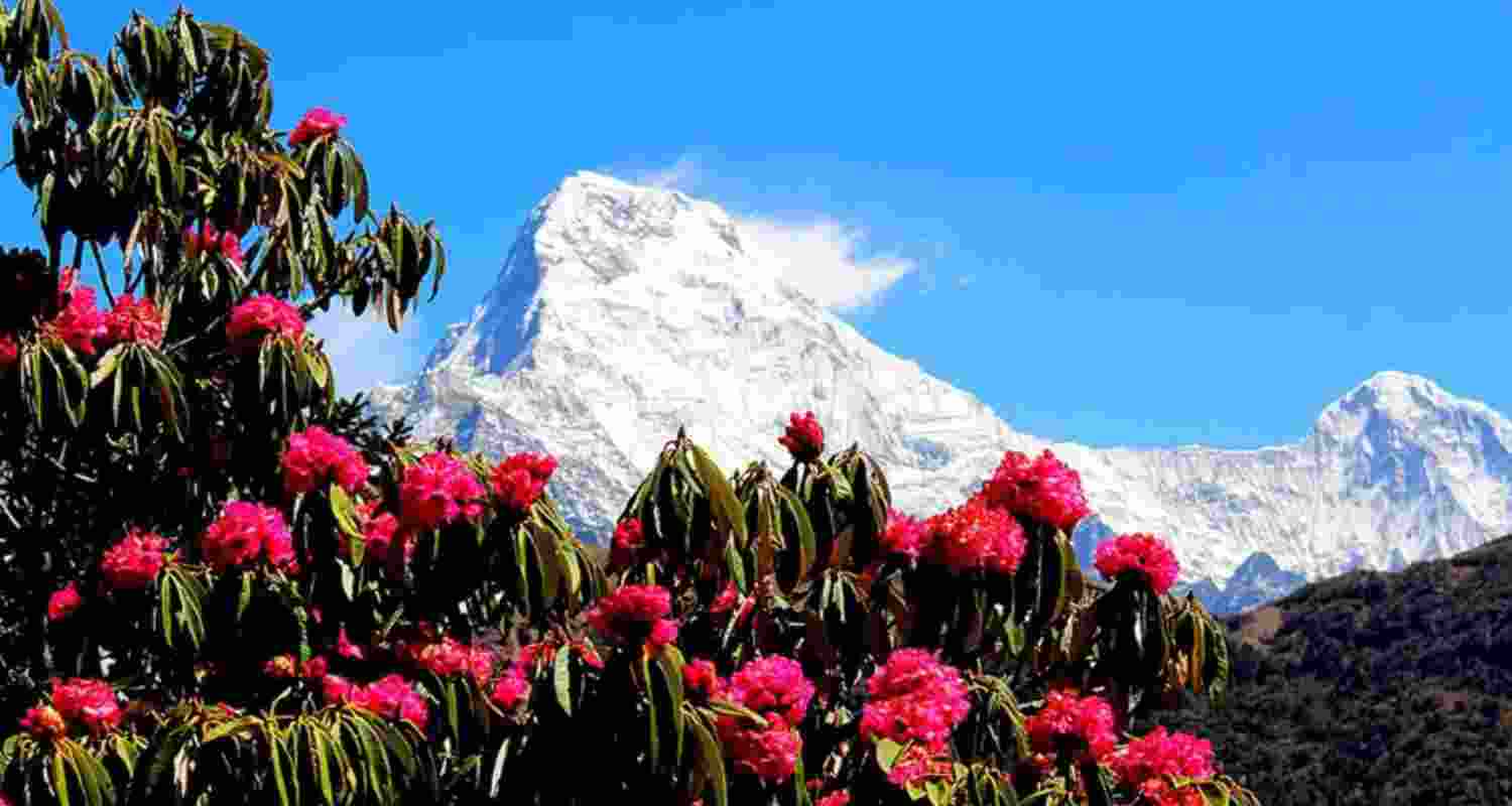 First Himalayan rhododendron garden to come up in Uttarakhand
