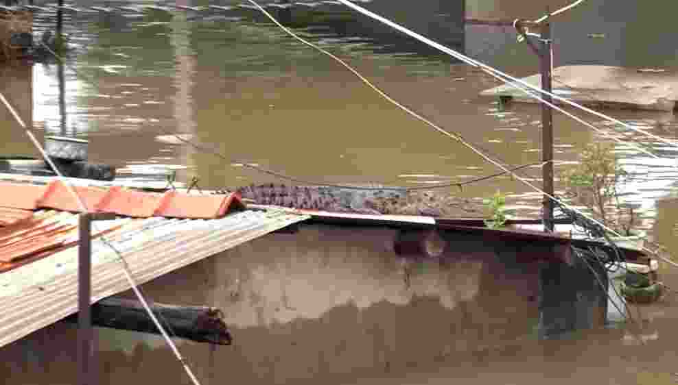 75 other animals, including snakes, cobras, five large turtles weighing nearly 40 kilograms and a porcupine were also rescued during the floods. 