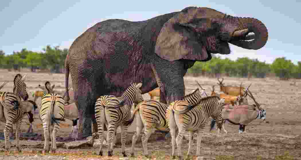 Image for representative use only. Image for representative use only.