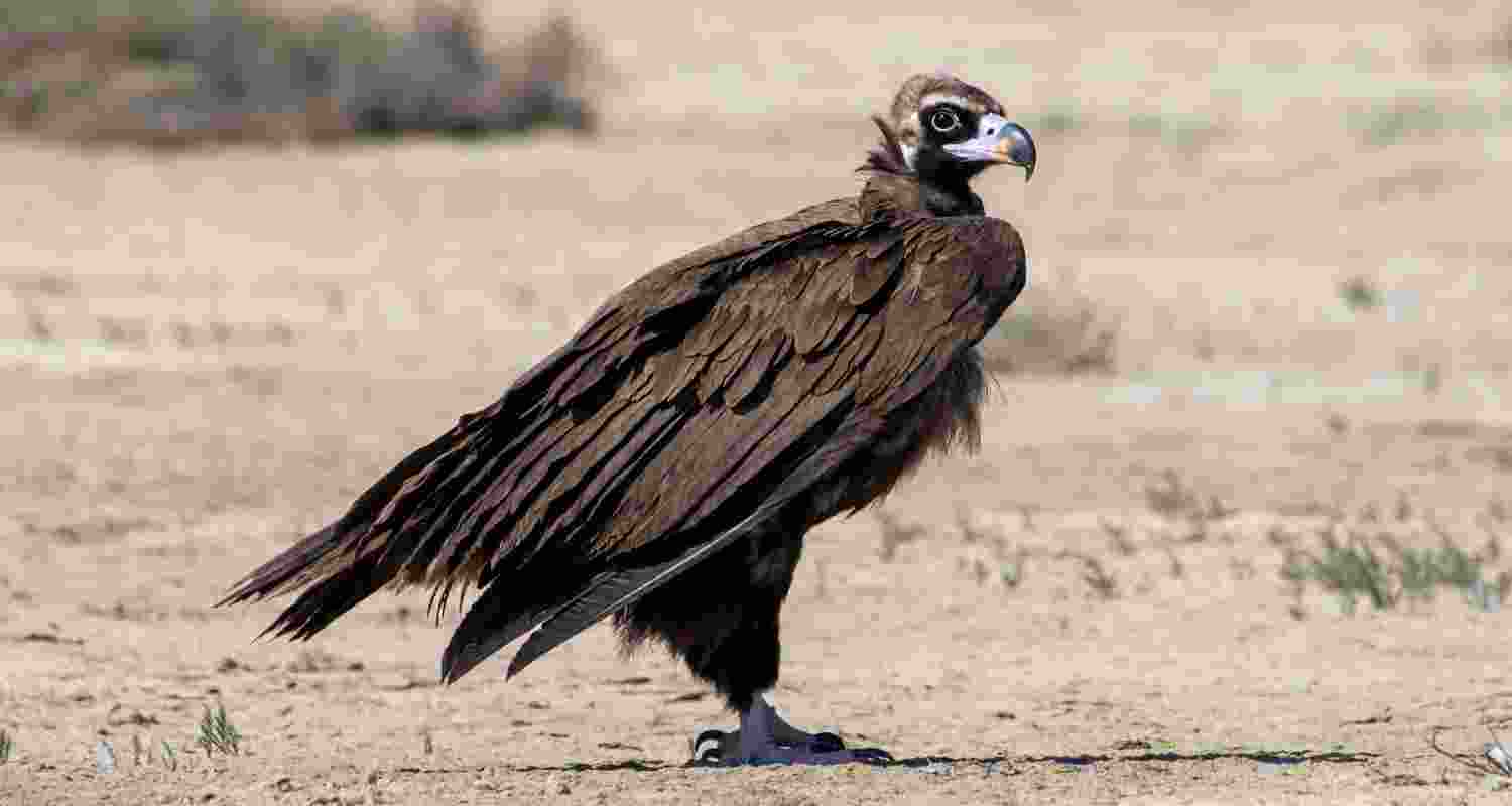 Madhya Pradesh doubles vulture count to 14,000 in a decade; experts credit diclofenac ban, habitat and food supply ahead of census.