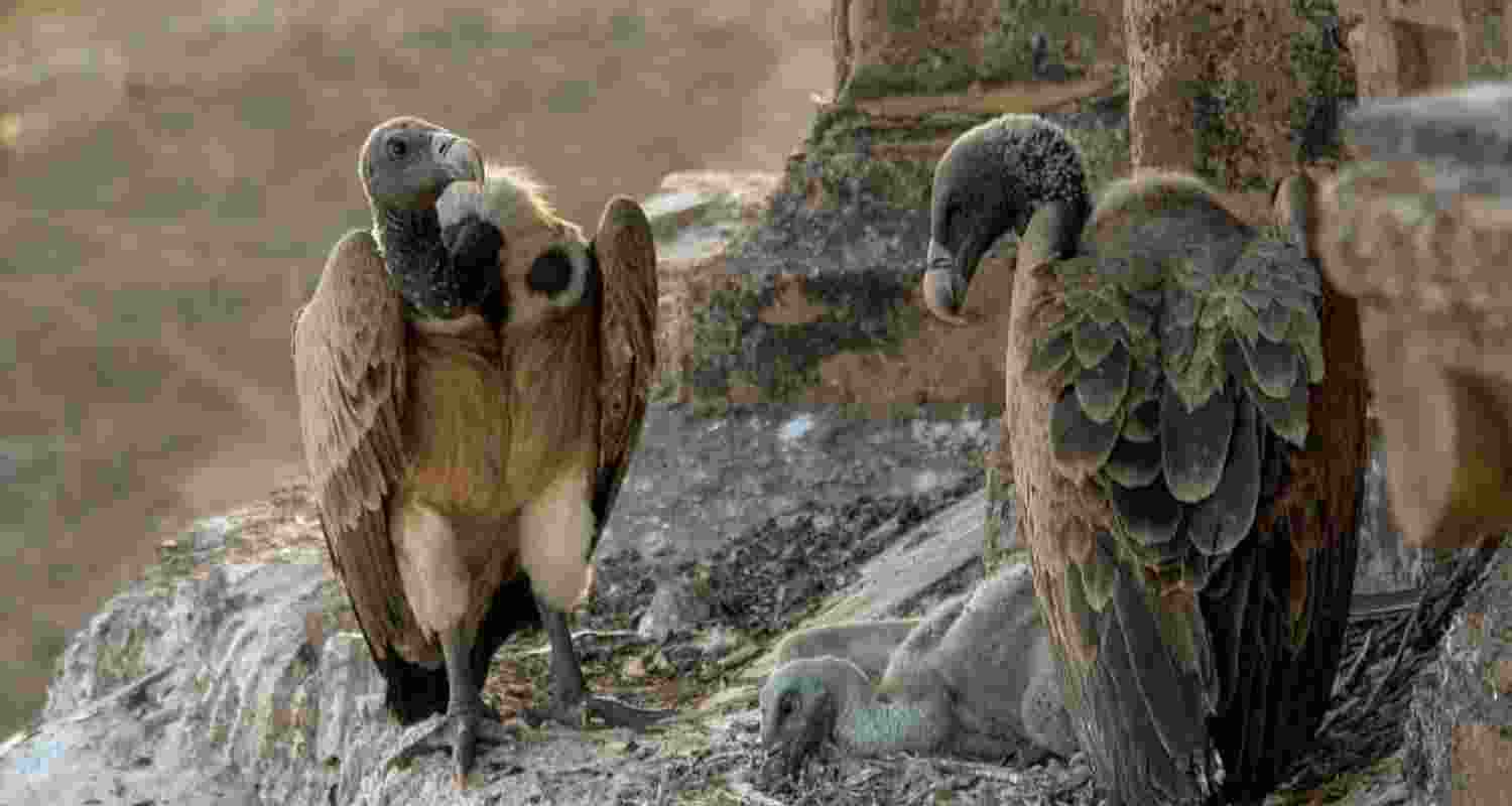 Tamil Nadu proposes to geo-tag vultures for conservation 