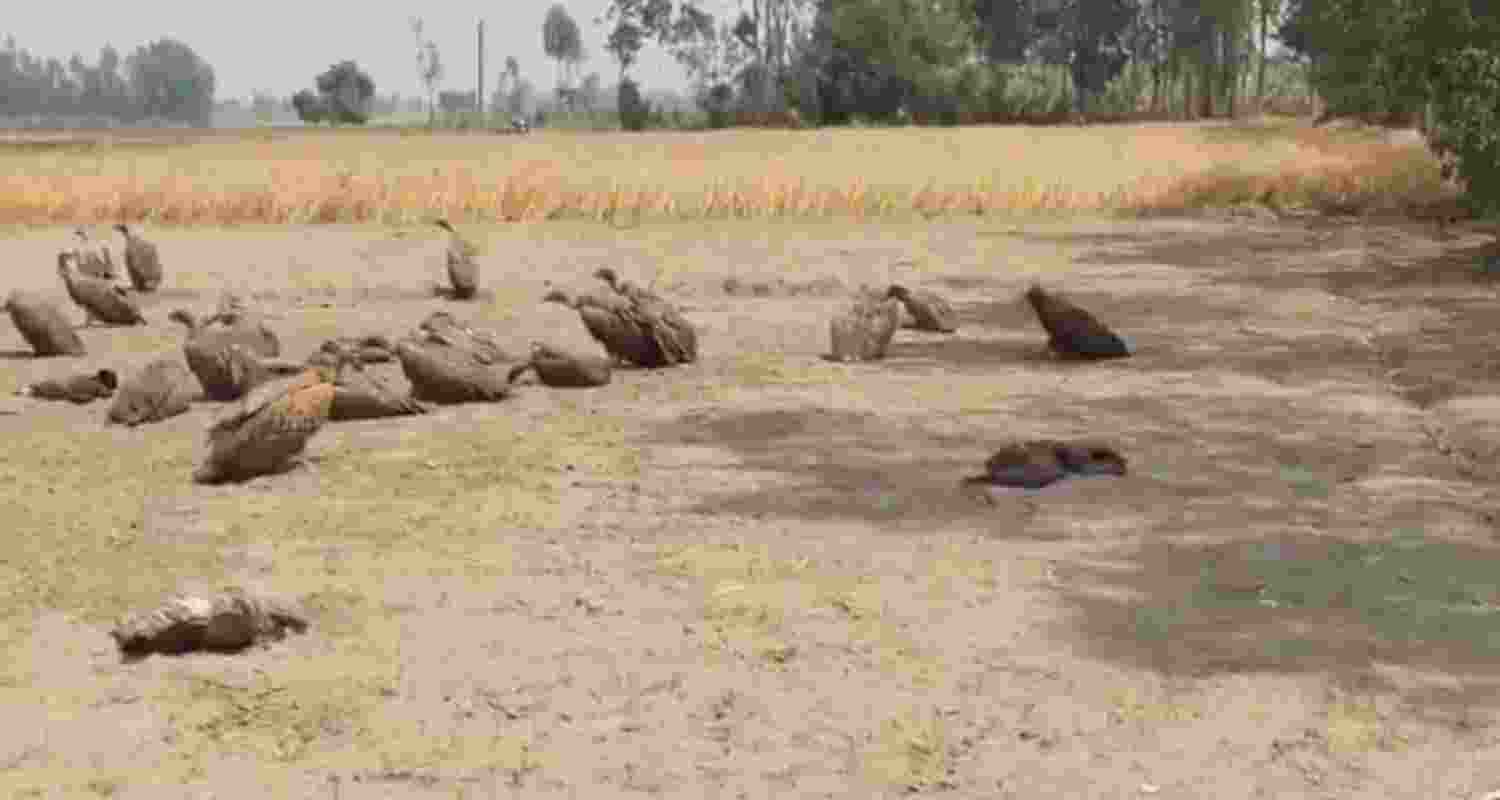 Toxic bait suspected in 25 Himalayan vulture deaths 