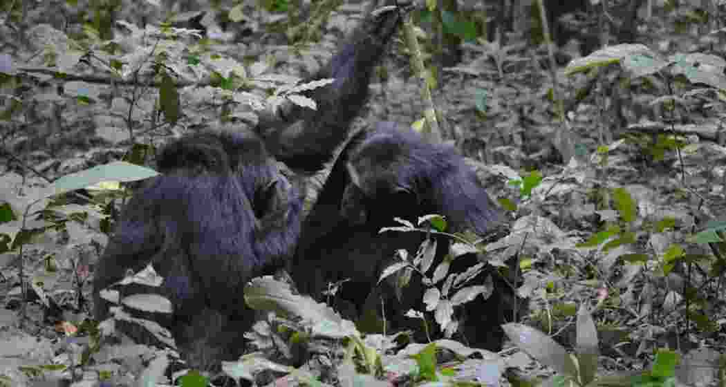 Chimpanzees in Uganda use insects to tend their wounds