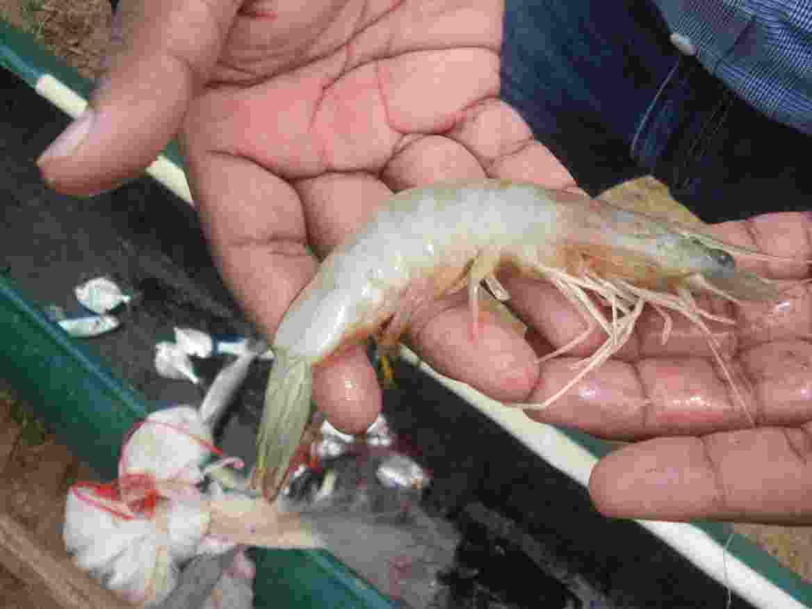 Indian shrimp export to the US