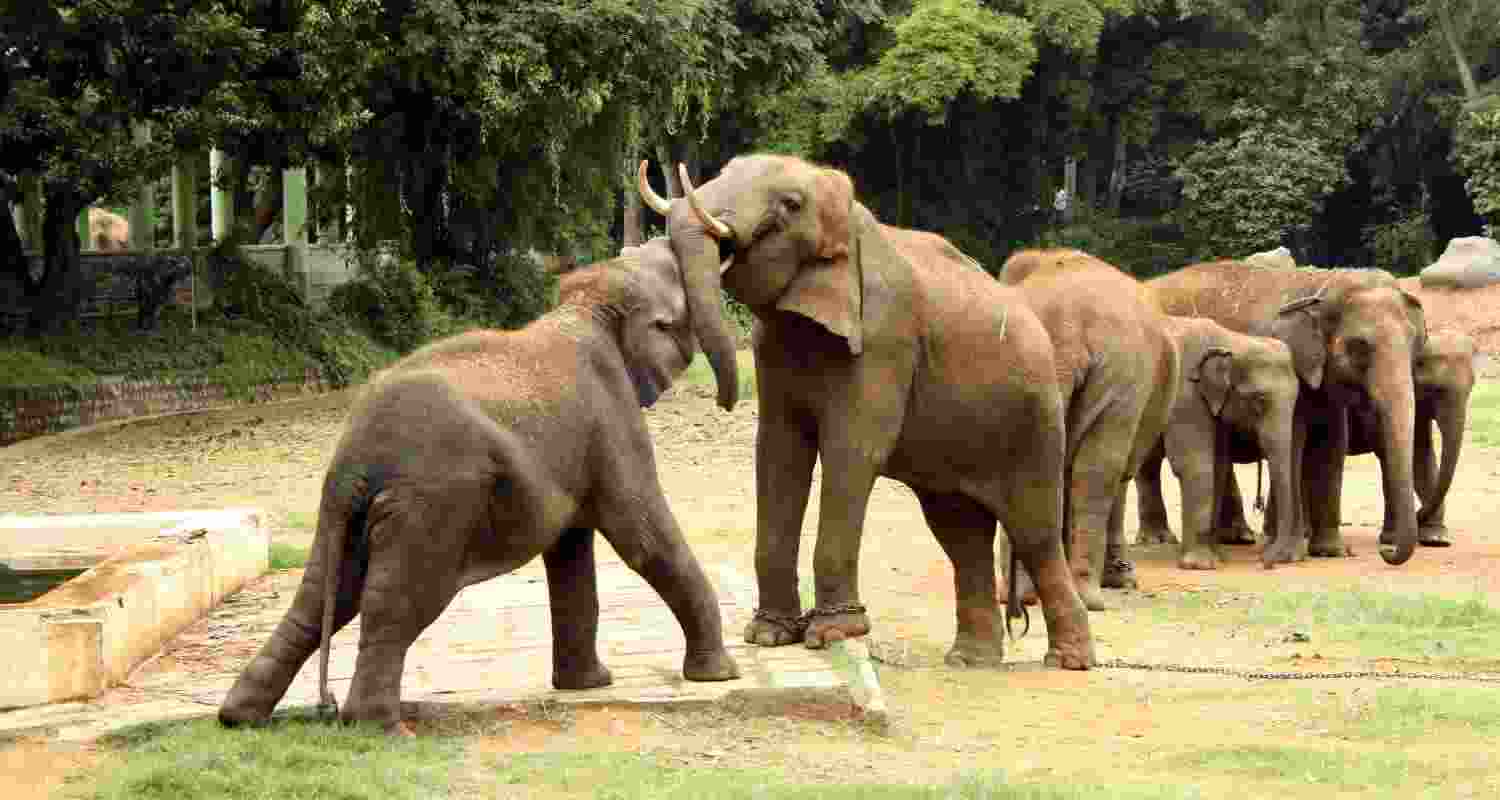 Six, including four family members, trampled to death by wild elephants in Jharkhand’s Hazaribag; child injured, herd roamed nearby districts.