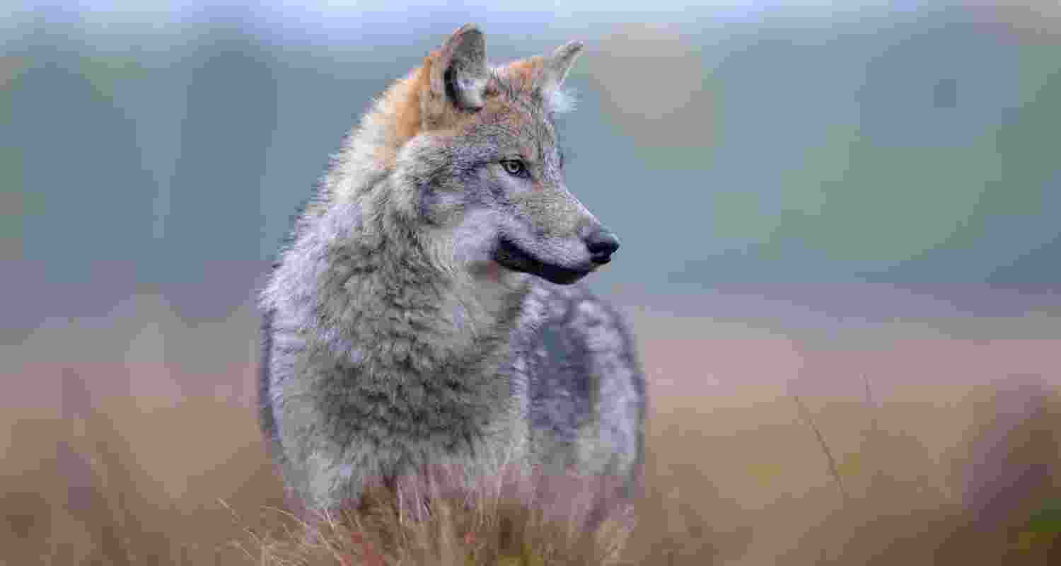 Wolves return to Denmark, so does debate