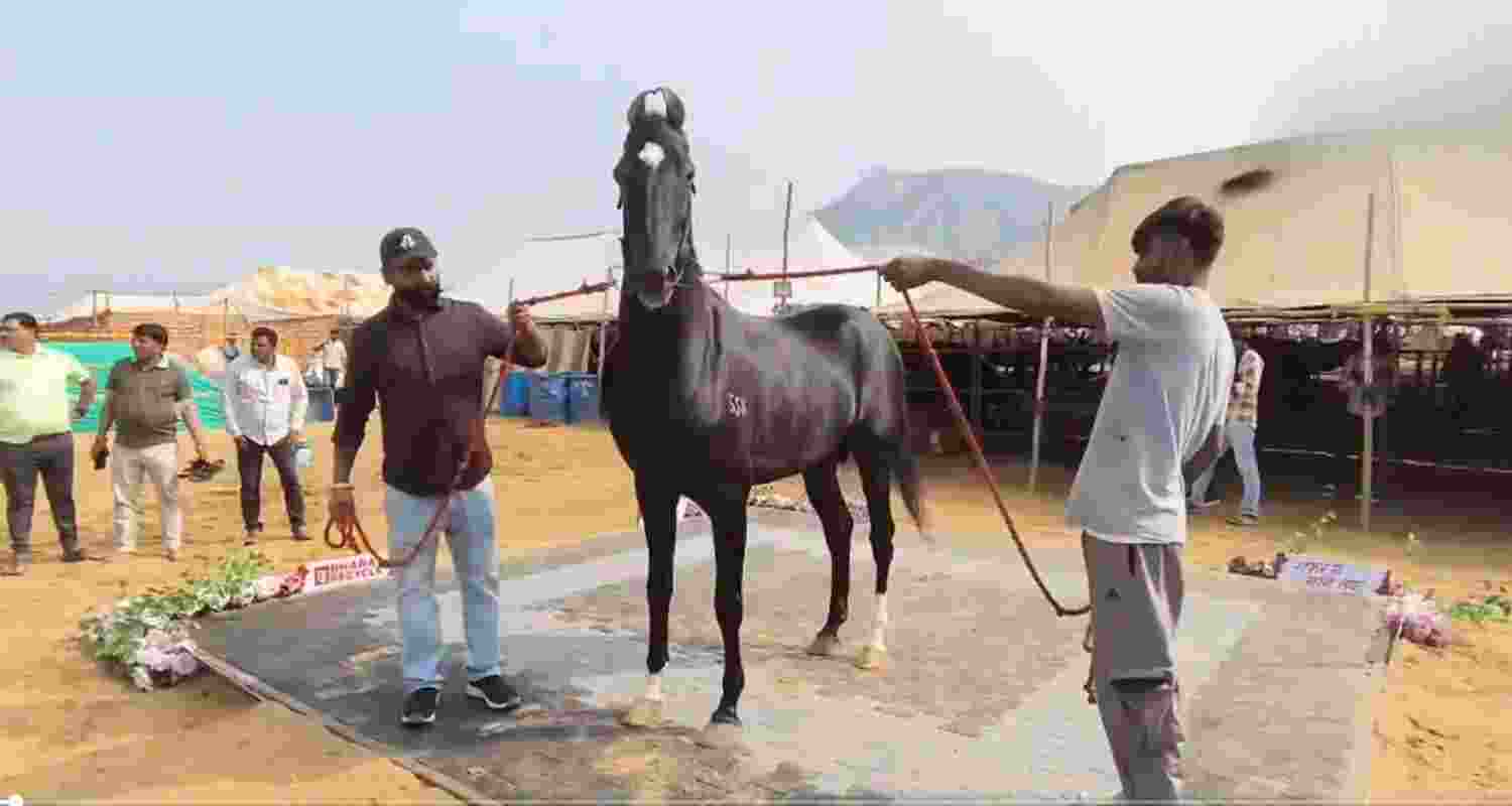 Horse from Chandigarh, priced at Rs 15 crore, draws attention at Pushkar Cattle Fair. Horse from Chandigarh, priced at Rs 15 crore, draws attention at Pushkar Cattle Fair.