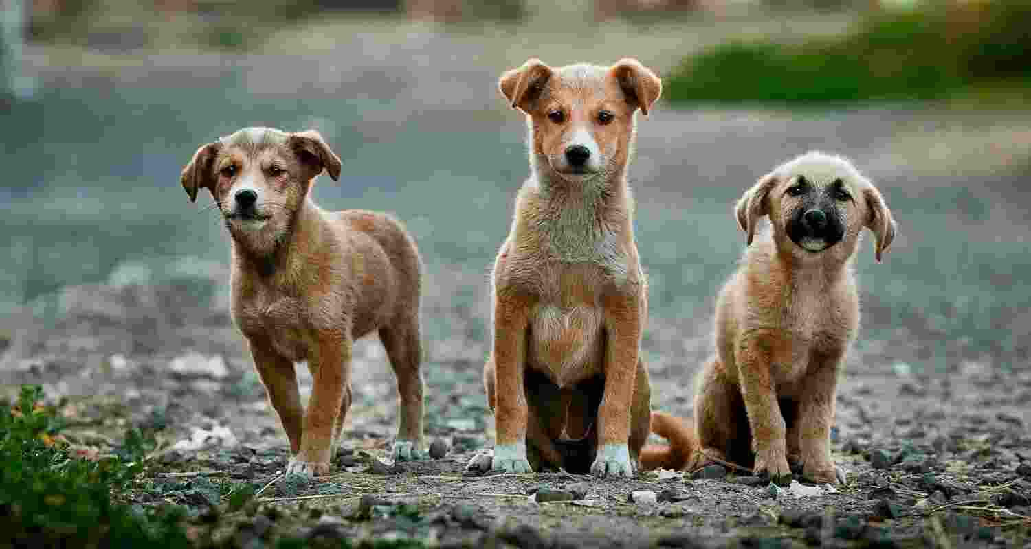 New Indian laws do not penalise animal rape New Indian laws do not penalise animal rape