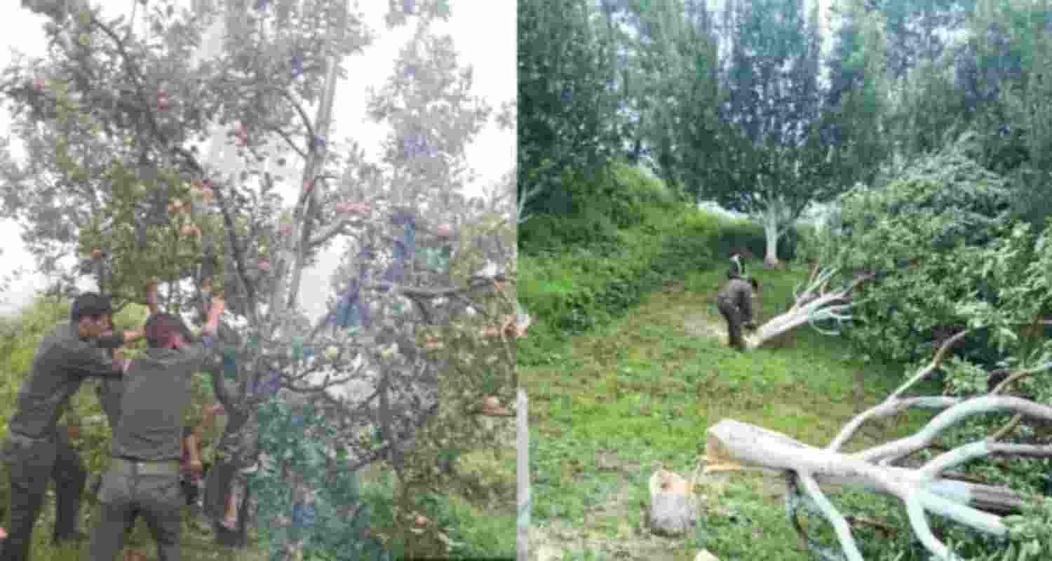 Apple trees felled in Kotkhai as Forest Dept acts on HC order. Apple trees felled in Kotkhai as Forest Dept acts on HC order.