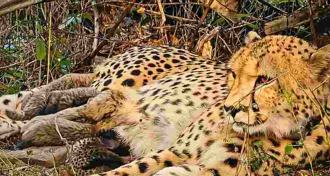 Mukhi, the first India-born cheetah to reproduce, photographed at Kuno National Park earlier this year. Mukhi, the first India-born cheetah to reproduce, photographed at Kuno National Park earlier this year.