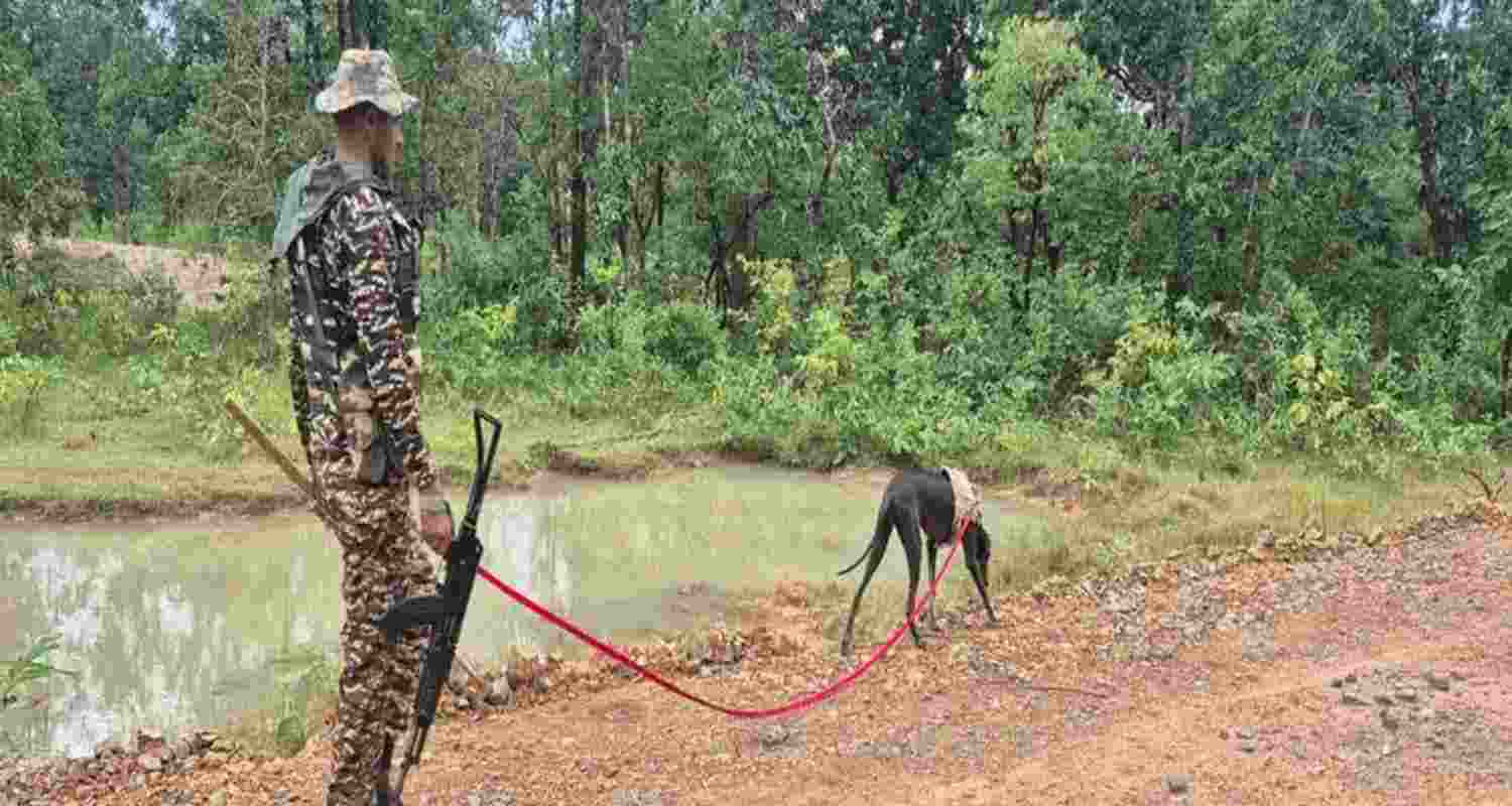 CRPF dog Dipsy hailed for bravery after PM’s praise CRPF dog Dipsy hailed for bravery after PM’s praise