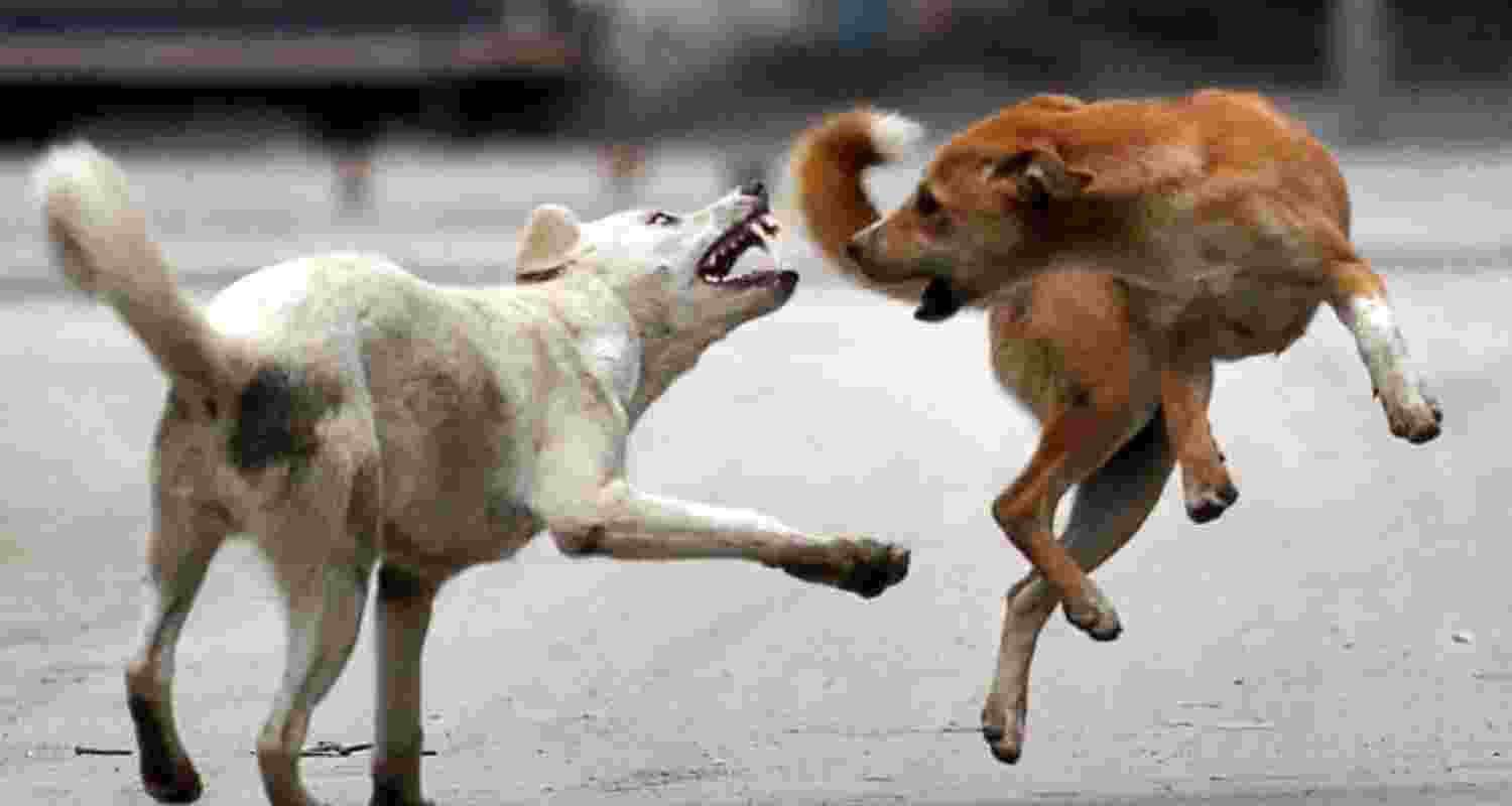 Rise of the stray pack: India's new urban territory wars Rise of the stray pack: India's new urban territory wars