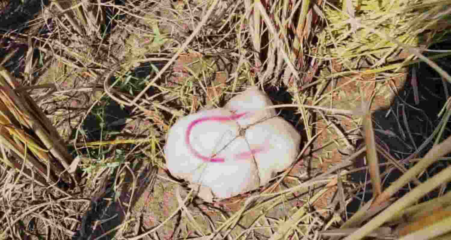 Drones, pistols, heroin seized along India-Pak Punjab border Drones, pistols, heroin seized along India-Pak Punjab border