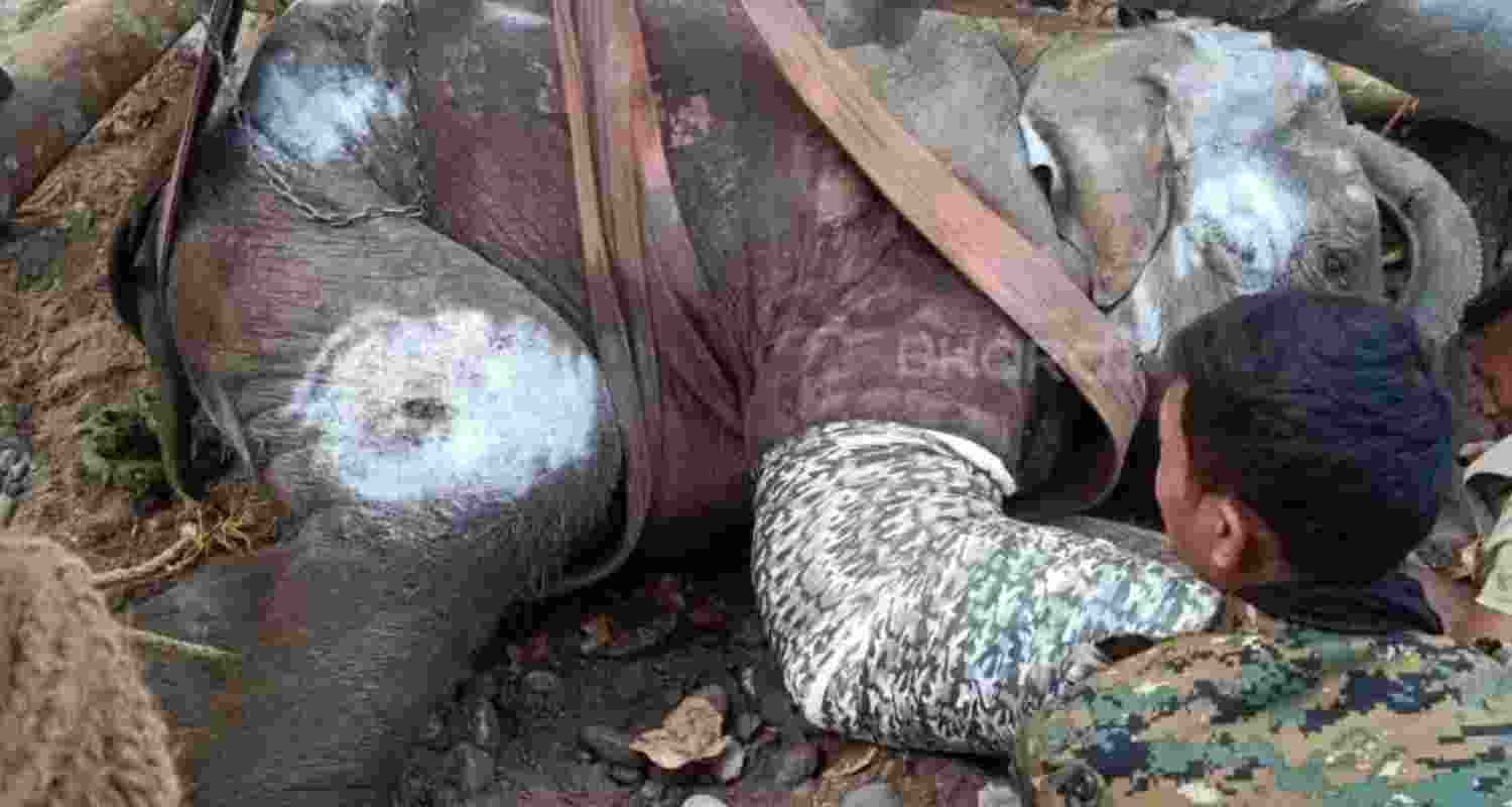 Elephant calf Asha dies after 22-day battle with Trypanosoma Elephant calf Asha dies after 22-day battle with Trypanosoma