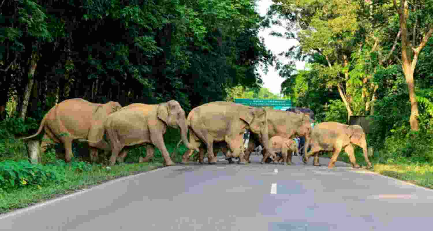 Jaldapara National Park, which spans over 200 square kilometers, is home to around 200 elephants, 330 rhinos, and more than 4,000 bison and deer Jaldapara National Park, which spans over 200 square kilometers, is home to around 200 elephants, 330 rhinos, and more than 4,000 bison and deer