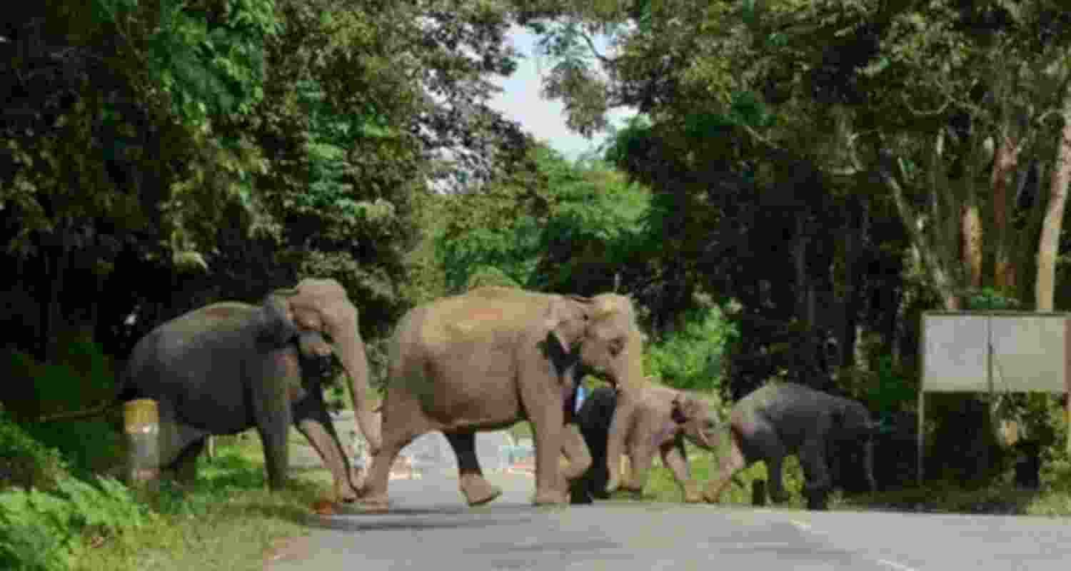 Elephant herd kills 4 in Jharkhand’s Ramgarh, panic grips villages Elephant herd kills 4 in Jharkhand’s Ramgarh, panic grips villages