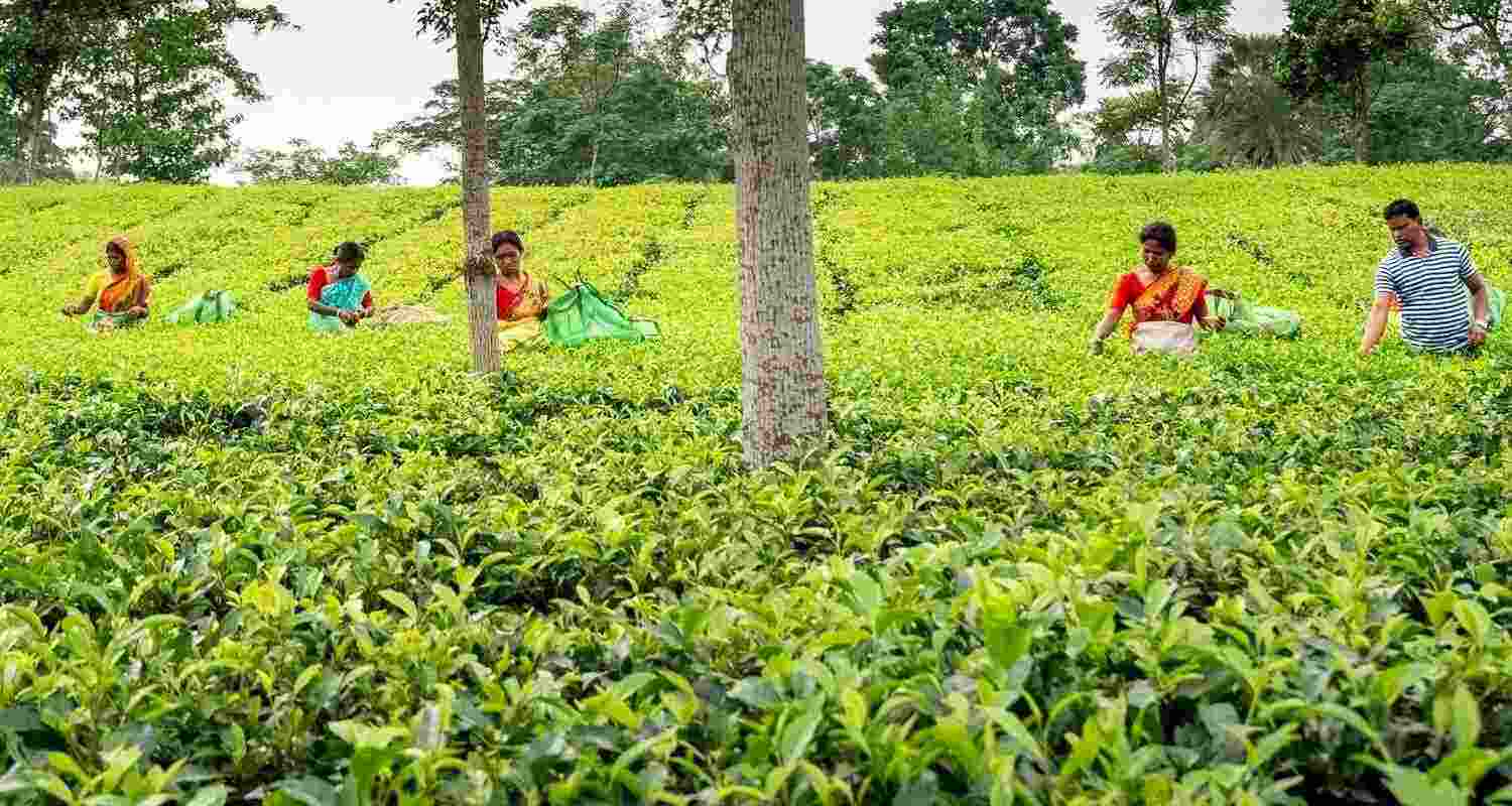 The associations also demanded destruction of tea waste so that it cannot be reused The associations also demanded destruction of tea waste so that it cannot be reused