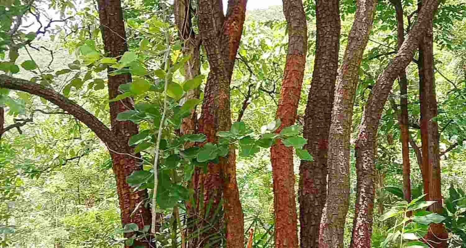 With this tranche, ABS funds disbursed exclusively for the conservation of Red Sanders have crossed ₹101 crore since the mechanism was operationalized With this tranche, ABS funds disbursed exclusively for the conservation of Red Sanders have crossed ₹101 crore since the mechanism was operationalized