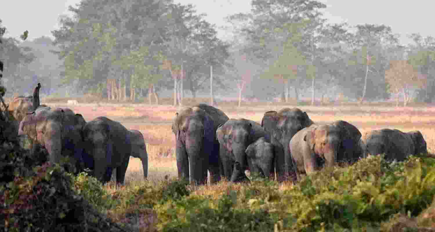 Jharkhand plans 10-year strategy to curb elephant menace Jharkhand plans 10-year strategy to curb elephant menace