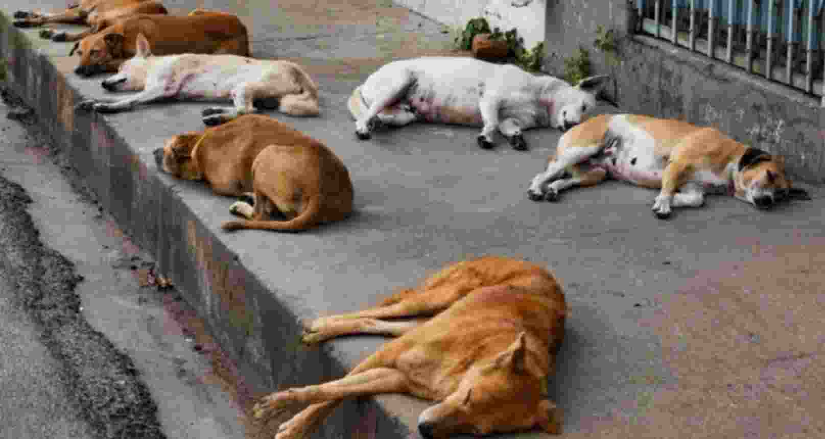 The State Animal Resources Development (ARD) Department has already met with officials from the KMC’s Health wing to devise a working method (modus operandi) for the stray dog sterilisation programme. The State Animal Resources Development (ARD) Department has already met with officials from the KMC’s Health wing to devise a working method (modus operandi) for the stray dog sterilisation programme.