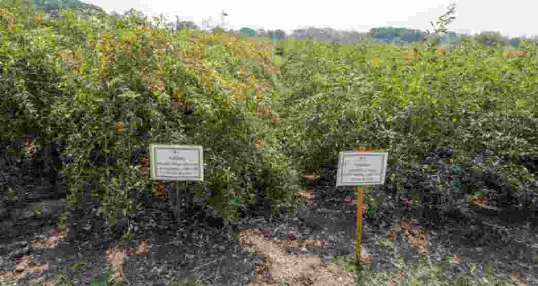 Transplantation of pigeonpea enhances productivity: ICRISAT Transplantation of pigeonpea enhances productivity: ICRISAT