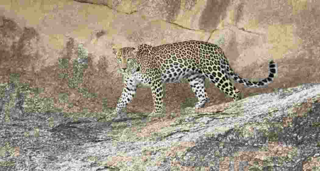 A representative image. A representative image.