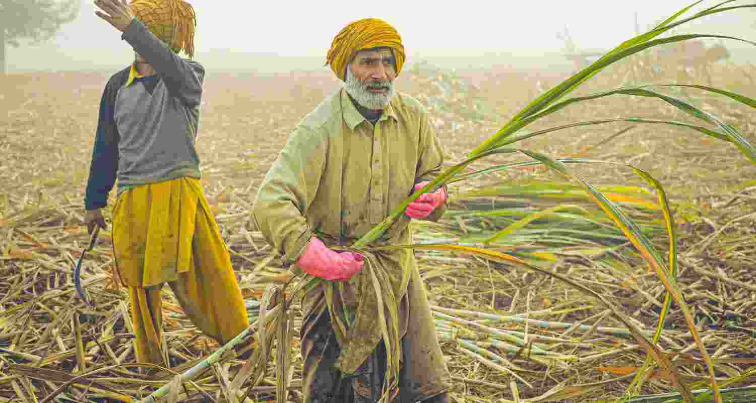 Haryana hikes sugarcane price to ₹415 per quintal Haryana hikes sugarcane price to ₹415 per quintal
