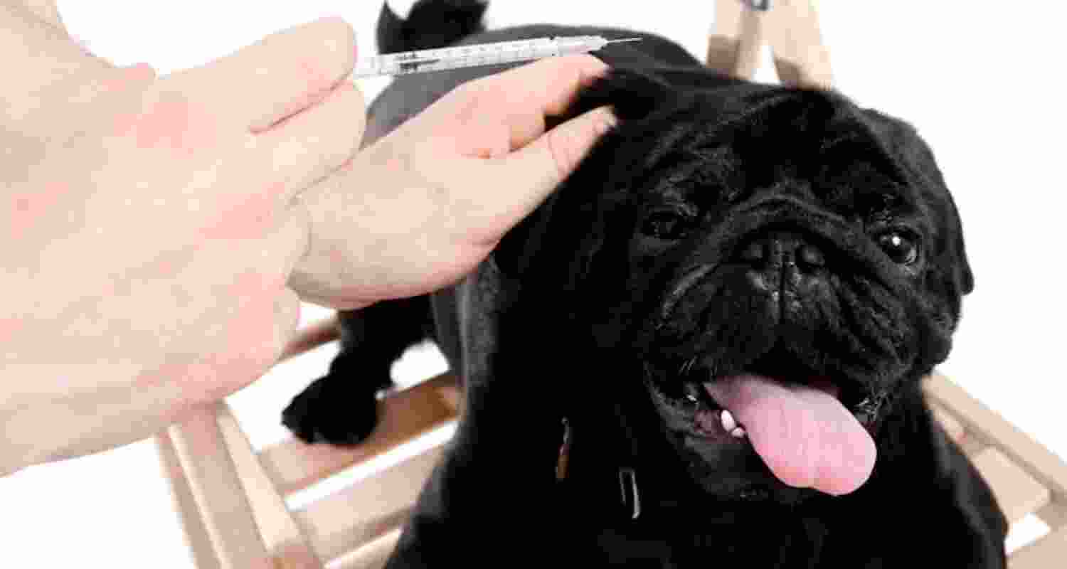 Pet diabetes: Here’s how to keep your cats and dogs healthy Pet diabetes: Here’s how to keep your cats and dogs healthy