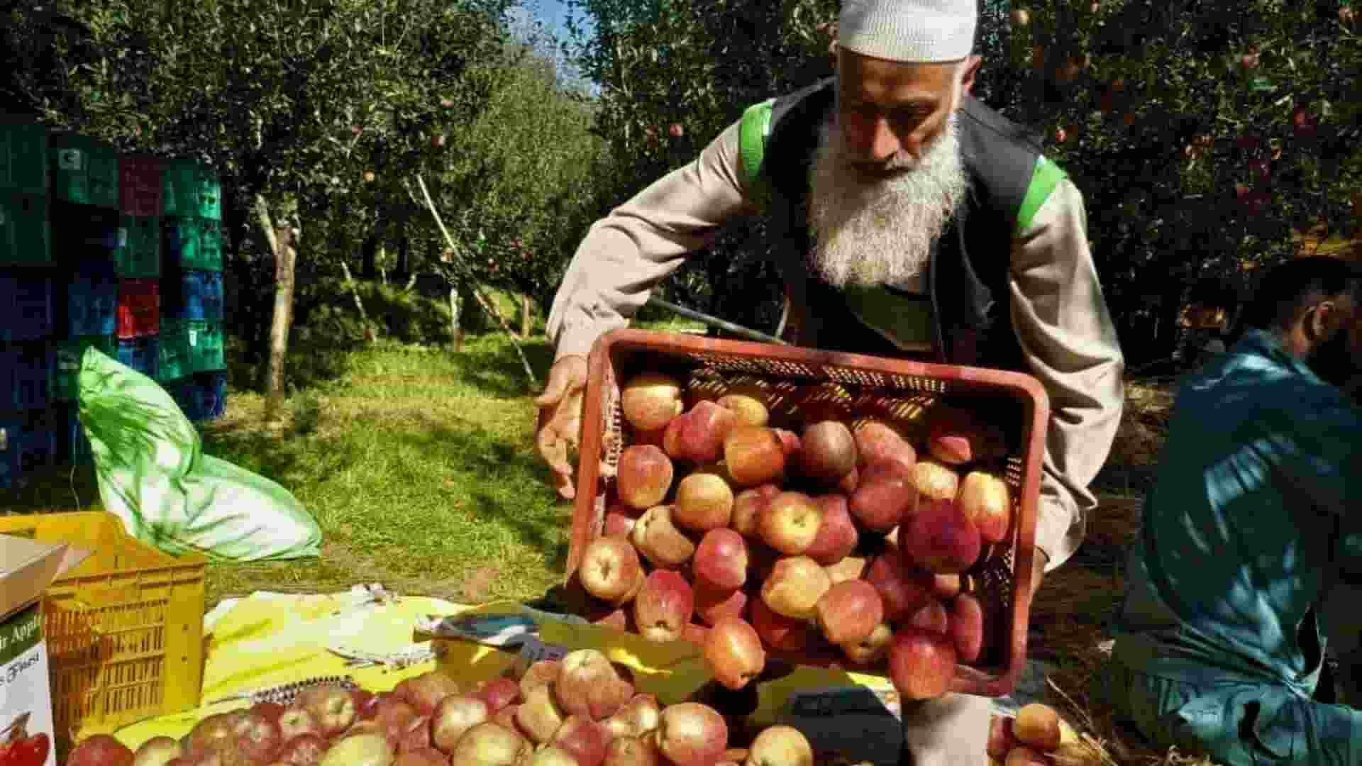 Kashmir apples enter Maharashtra mkt via eNAM for first time Kashmir apples enter Maharashtra mkt via eNAM for first time