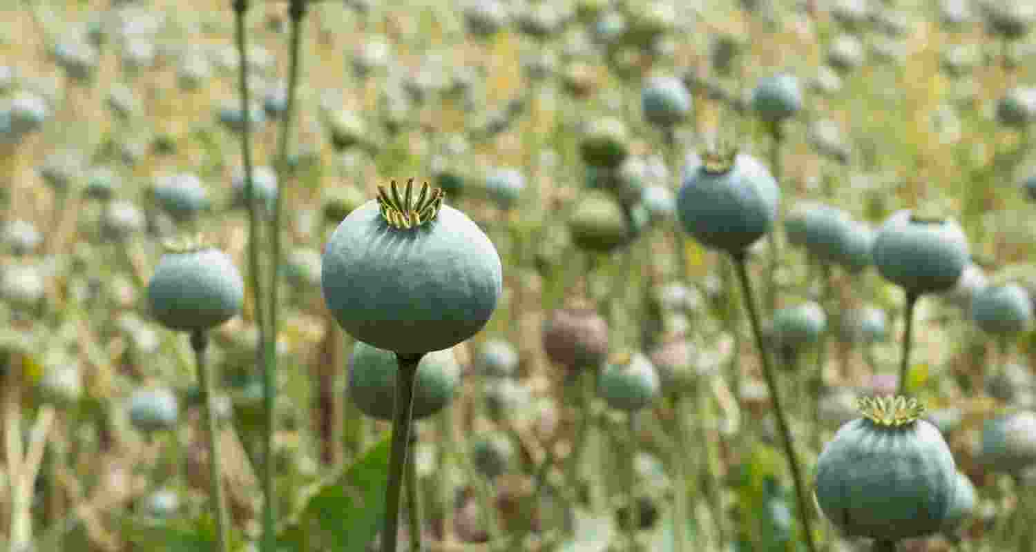 Two arrested with 61.2 kg of poppy husk in Mandi Two arrested with 61.2 kg of poppy husk in Mandi