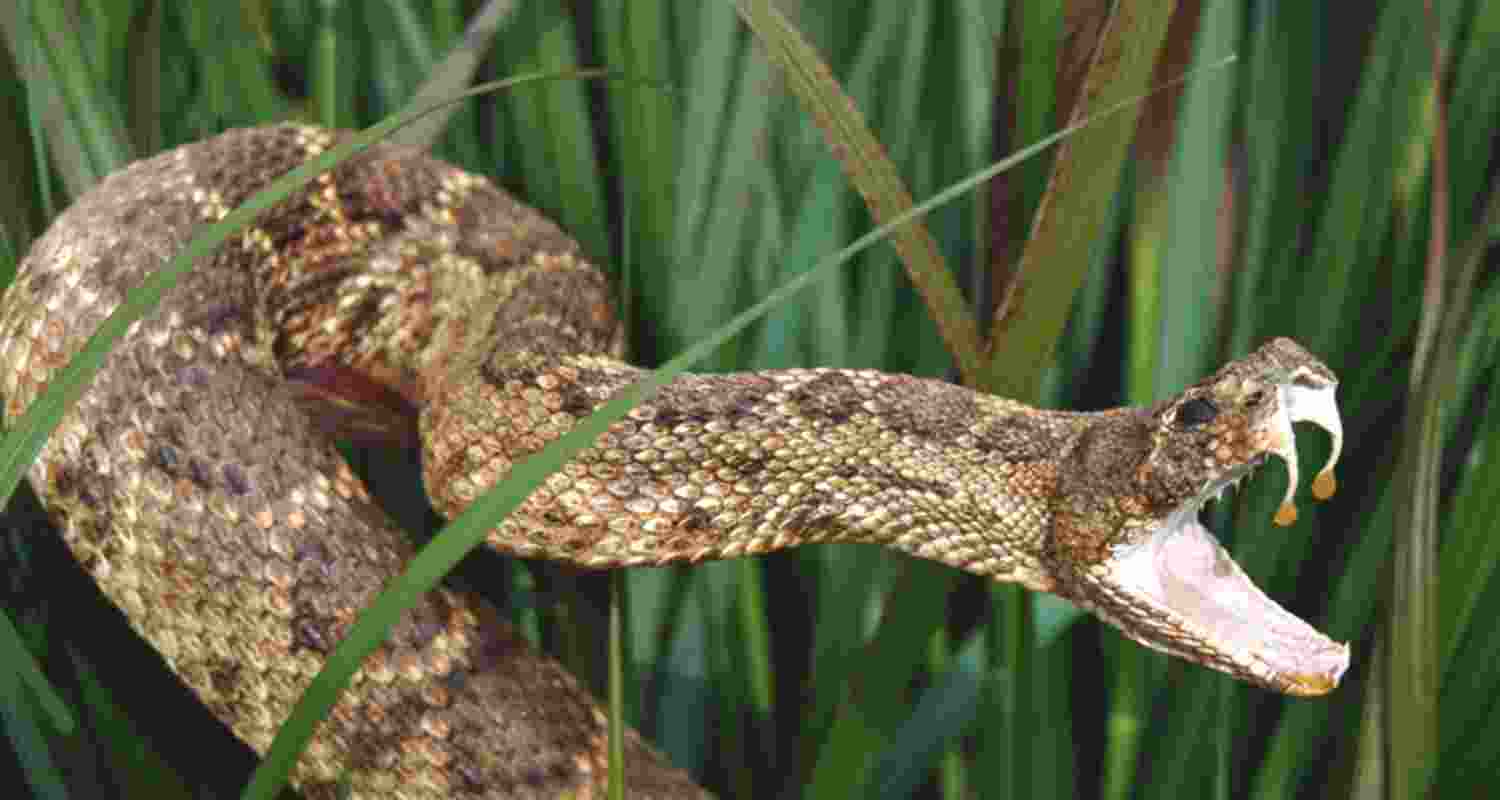 Representational Image. Representational Image.