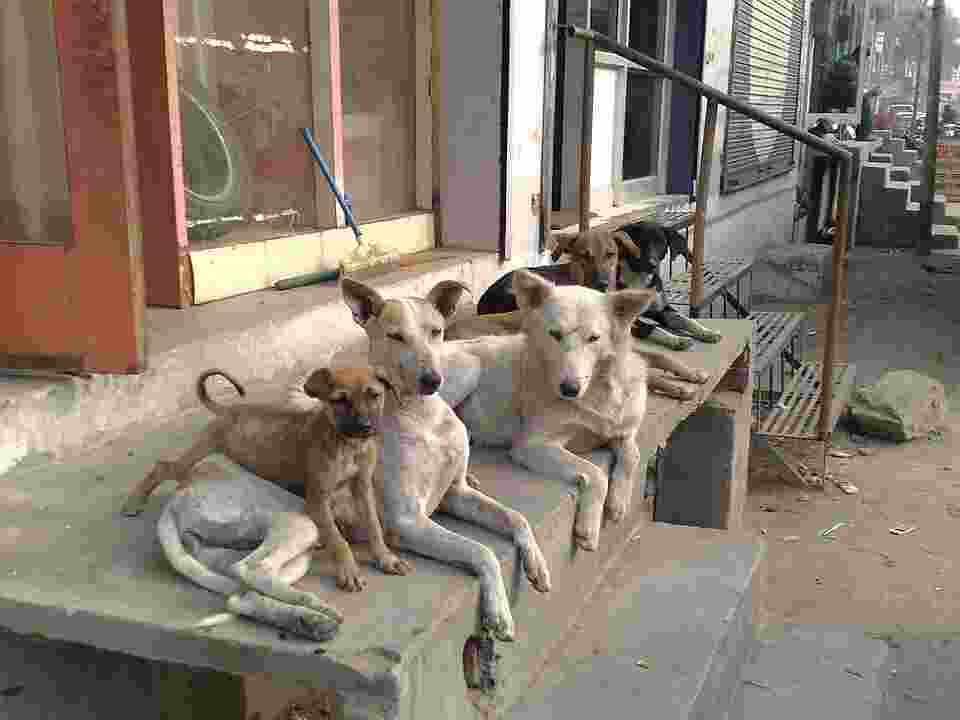 Stray dogs: SC unhappy with 'adequacy' of steps taken by states Stray dogs: SC unhappy with 'adequacy' of steps taken by states