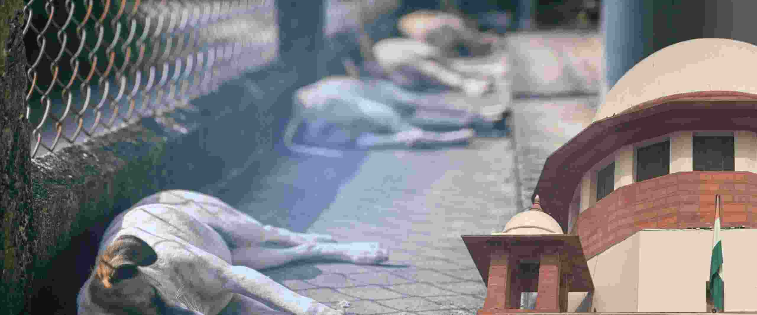 Stray dogs case on Nov 3, Chief Secys of states, UTs to appear Stray dogs case on Nov 3, Chief Secys of states, UTs to appear