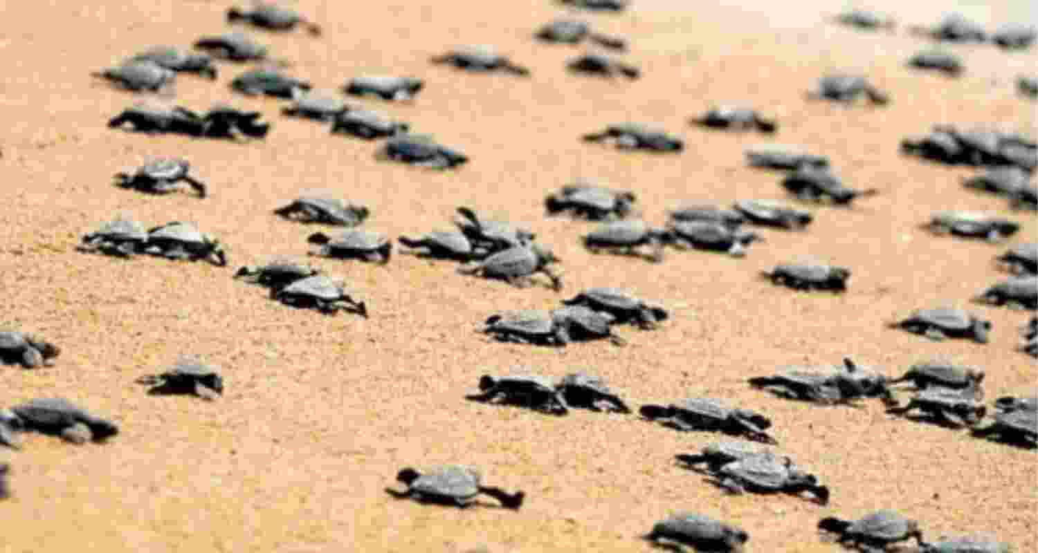 TN releases highest number of sea turtles this nesting season
 TN releases highest number of sea turtles this nesting season