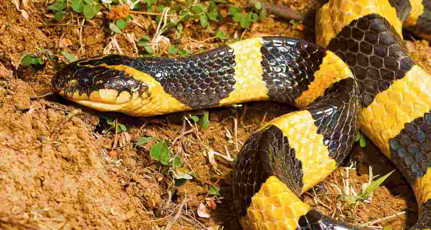 Sons used krait snake to murder father for ₹ 3 cr insurance Sons used krait snake to murder father for ₹ 3 cr insurance