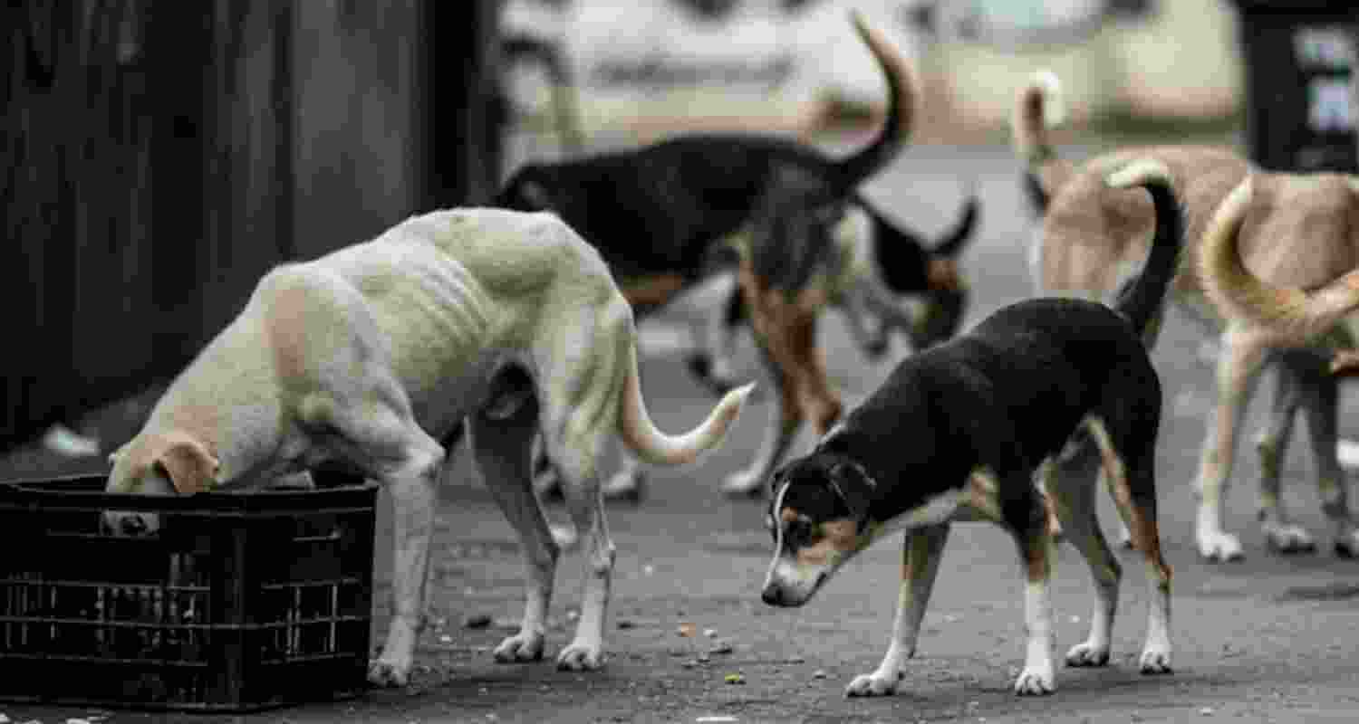 A representative image. A representative image.