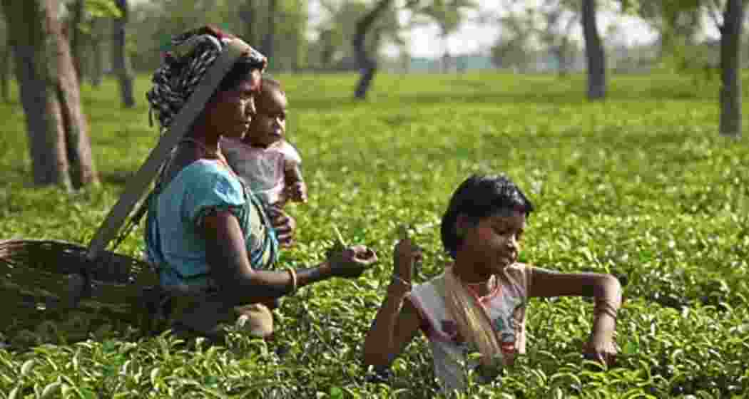 A tea garden worker with her children plucks tea leaves at a tea garden in Assam. A tea garden worker with her children plucks tea leaves at a tea garden in Assam.