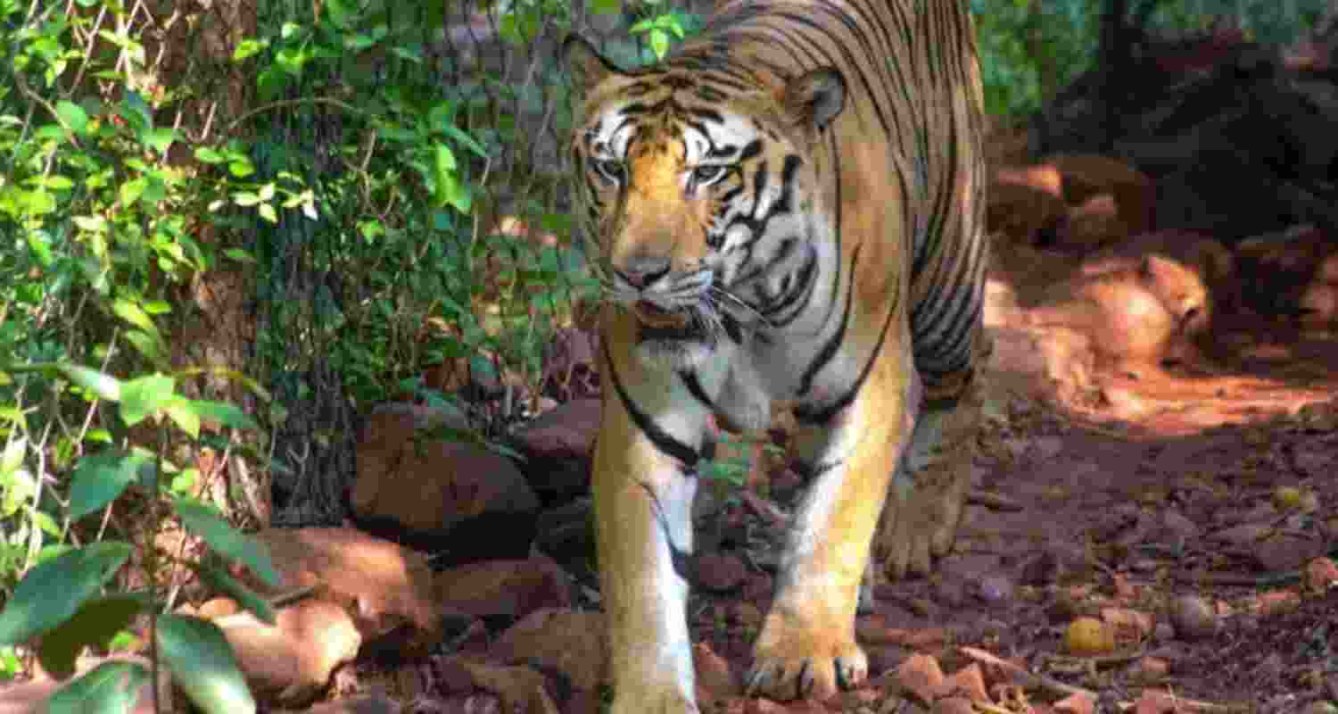 Tiger tracks detected on day one of Jharkhand census Tiger tracks detected on day one of Jharkhand census