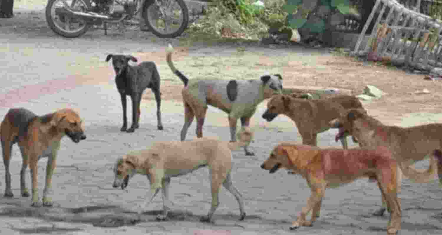 Over 2 L cases of dog bites reported in J&K in 3 years: Govt Over 2 L cases of dog bites reported in J&K in 3 years: Govt
