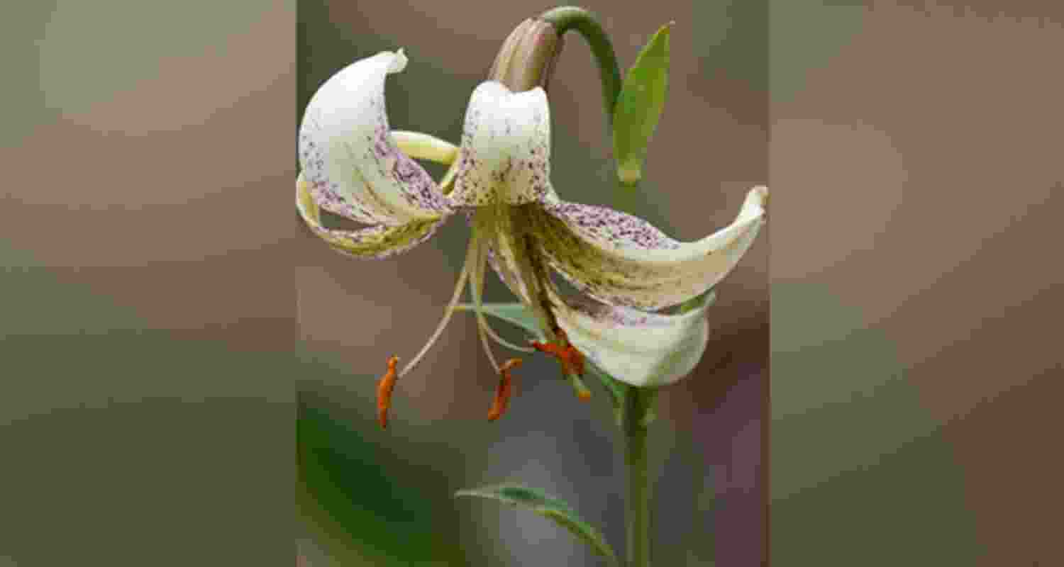 Forest Dept reintroduces endangered plants in Uttarakhand. Forest Dept reintroduces endangered plants in Uttarakhand.