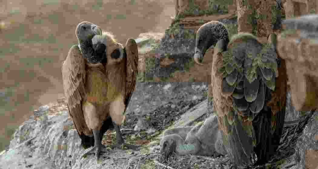 Long-billed vulture rests on a cliffside nest. Long-billed vulture rests on a cliffside nest.