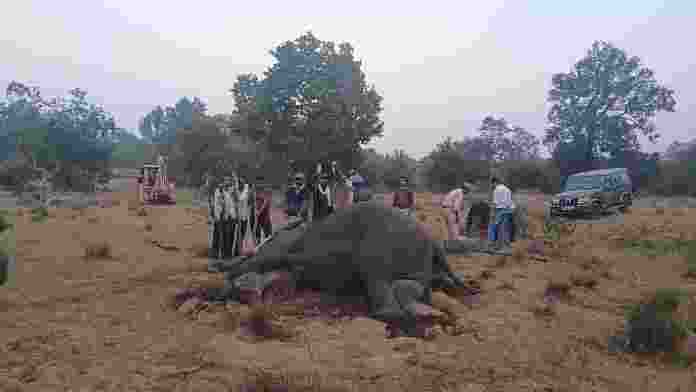 CM's probe team finds no 'conspiracy' in Bandhavgarh elephant deaths CM's probe team finds no 'conspiracy' in Bandhavgarh elephant deaths