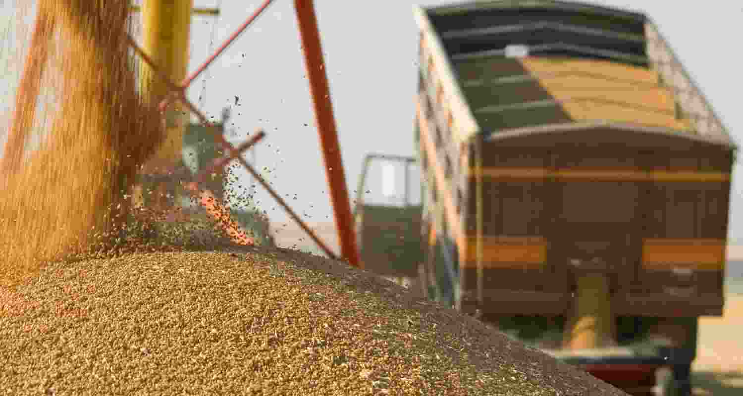 Mann flags off free wheat seeds for flood-hit Punjab farmers Mann flags off free wheat seeds for flood-hit Punjab farmers