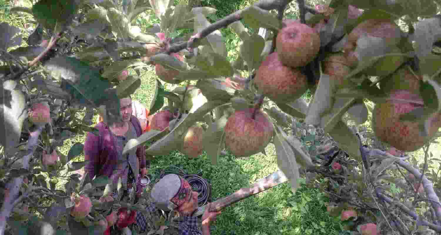 Apple growers in Mandi are in deep trouble as 191 roads in the district remain blocked for over a month due to continuous rains and landslides. Apple growers in Mandi are in deep trouble as 191 roads in the district remain blocked for over a month due to continuous rains and landslides.