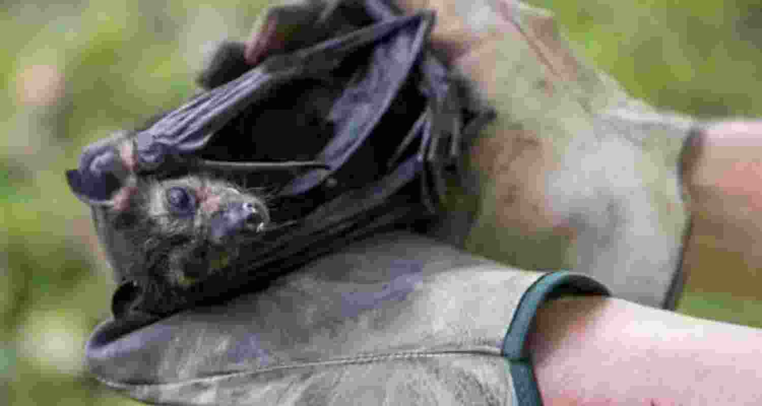 The continued decline in numbers of the spectacled flying fox shows much more action is needed. The continued decline in numbers of the spectacled flying fox shows much more action is needed.